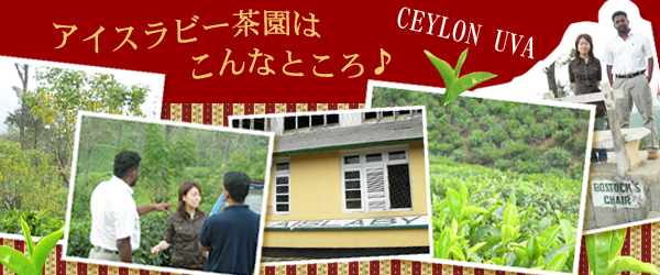 セイロン・ウバ・アイスラビー茶園