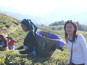 茶園訪問編 ：ダージリン出張記