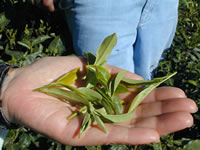 茶園訪問編 ：ダージリン出張記