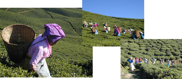 茶園訪問編 ：ダージリン出張記