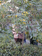 マカイバリ茶園：ダージリン出張記
