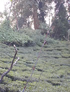 マカイバリ茶園：ダージリン出張記