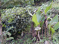 マカイバリ茶園：ダージリン出張記