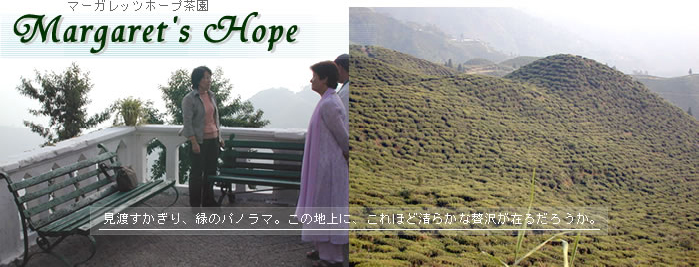 マーガレッツホープ茶園：ダージリン出張記