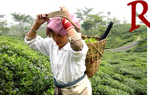 リシーハット茶園：ダージリン出張記