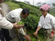 リシーハット茶園：ダージリン出張記