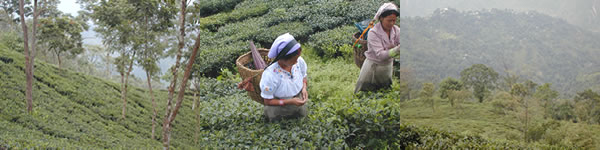 プッタボン茶園：ダージリン出張記