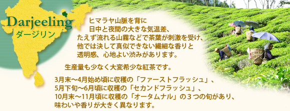 ダージリン紅茶